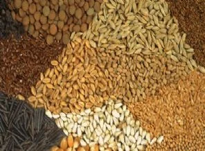 Türkiye'nin ilk sertifikalı tohumu Koyna'da