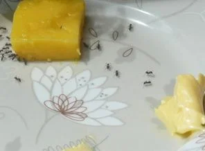 Uzun ömür için margarin mi tereyağı mı?