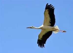 11 yıldır göç etmeyen leyleğe eş geldi