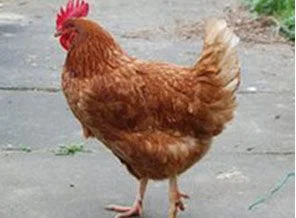 12 bin hayvan telef oldu