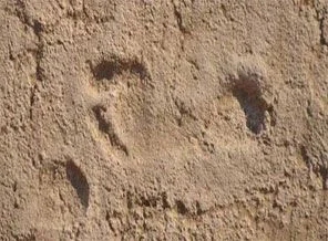 2 bin yıl öncesine ait ayak izleri şaşırttı