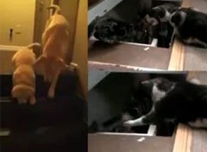 Antalya'da kedi vahşeti!