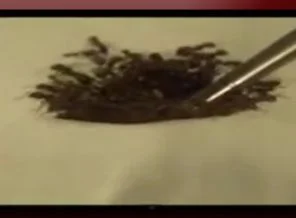 Ateş karıncalarını asla suda boğamazsınız