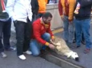 Çareyi kurban kesmekte buldu