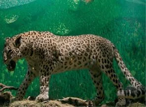 Diyarbakır'da leoparı öldürene suç duyurusu