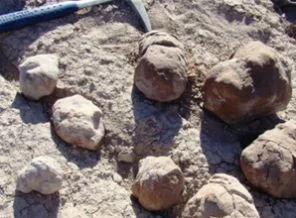 Dünyanın en eski 'umumi tuvaleti' dinozorlara ait