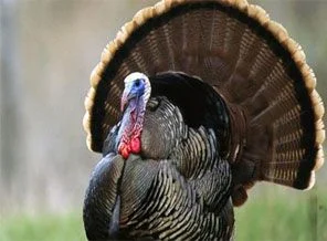 İngilizler hindiye neden Turkey dedi?