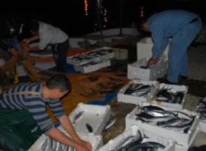 Karadenizli balıkçılara palamut sürprizi
