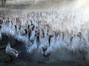 Kars'ta şaşırtan görüntü