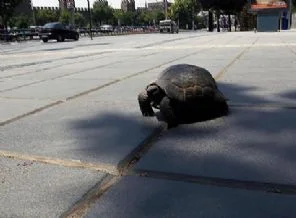 Kayseri'ye kaplumbağa indi!