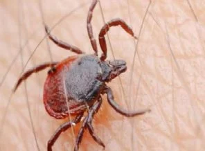 Kış keneleri insanlar için risk oluşturmuyor