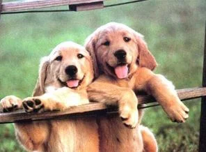 Köpek, köpeğin halini nasıl anlıyor?