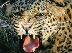 Leopar 8 ilimizde daha tespit edildi