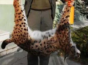 Leopardan sonra şimdi de bir vaşak
