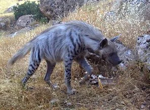 Leopardan sonra şimdi de çizgili sırtlan