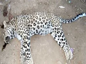 Leoparı öldüren çobana ceza verilecek