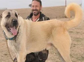 Lüks otomobil fiyatına satıldı
