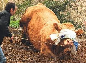 'Oğlum bak git' diyen işçinin boğasını Egemen Bağış satın aldı