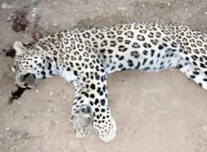 Öldürülen leopar İran Parsı çıktı