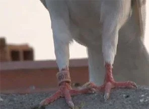 Posta Güvercinleri Manisa'da buluşacak