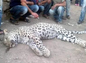 Ve TÜBİTAK 'leopar' gerçeğini açıkladı