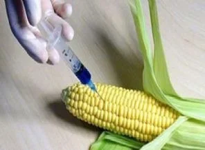 ABD'ye 545 bin ton mısırı iade ediyor