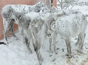 Buz tutan eşeklere kaloriferli ahır