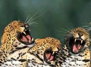 Canlı leopar yakalayana sıfır araba ödülü