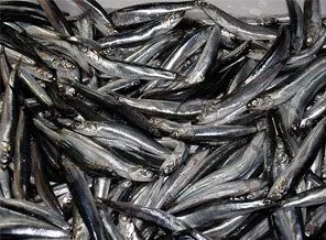 Hamsinin şifreleri çözülüyor