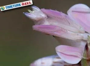Isıran çiçek buketi