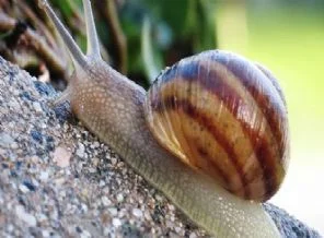 Kabuğu bile milyonlarca avro kazandırıyor