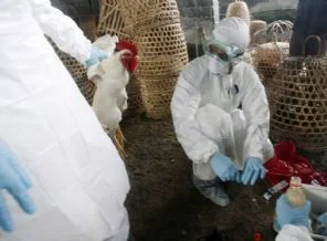 Kuş gribi Çin'de hortladı