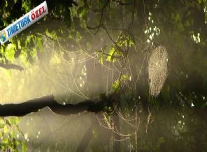 Örümceklerin avlarını yakalama sırrı çözüldü