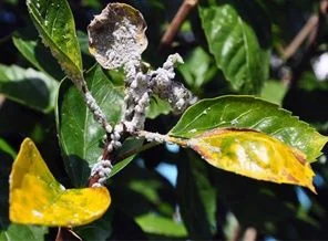 Phenaoccus solenopsis Türkiye'de