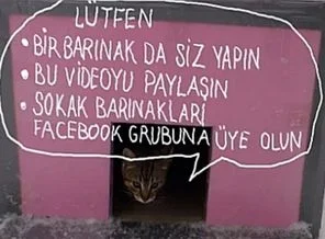 Sokak hayvanlarına ev yapımı barınak: Lütfen bir tane de siz yapın