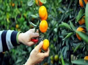Üretim artınca mandalina dalında kaldı