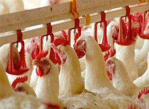 20 bin civcivin aylık getirisi 7 bin lira