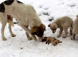 Anne köpeğin göz yaşartan dramı