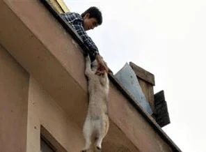 Çatıda asılı kalan köpeği kurtardılar