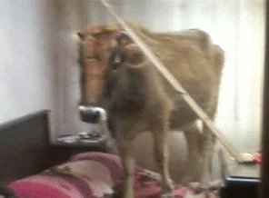 Çatıdan yatağa inek düştü