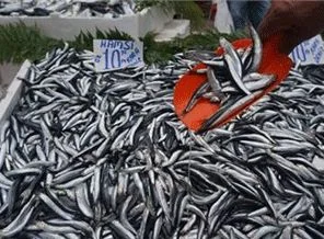 Hamsi fiyatı tavan yaptı