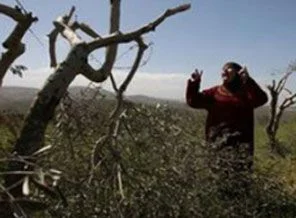 İsrail, Batı Şeria'da zeytin ağaçlarını söktü