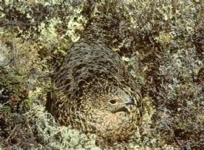 Kamuflaj ustaları(Foto Galeri)