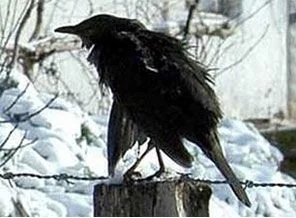 Kargalar durdukları yerde dondu