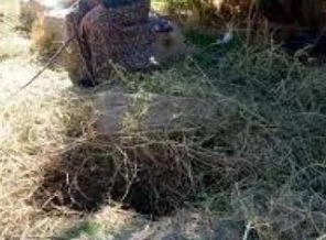 Kayıp genç kızdan acı haber
