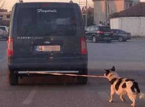 Köpeği tampona bağlayıp götürdüler