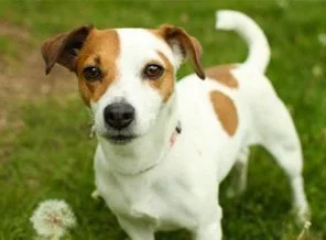Köpeğini sahipsiz bırakan kişiye ilginç ceza