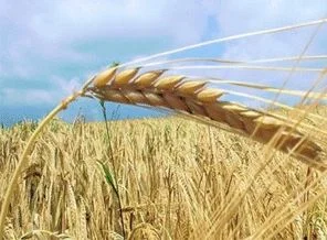 Kuraklık buğdayı olumsuz etkiledi