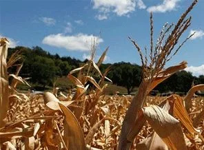 Kuraklıkta kritik 15 gün