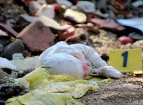 Mersin'de vahşet, bunu yapan insan olamaz